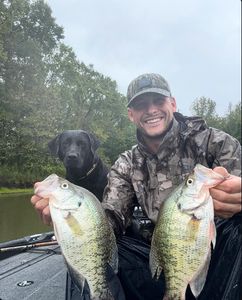 Two white crappie fish caught in TN