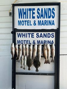 7 Redfish and European flounder caught in TX