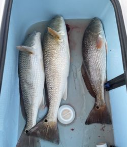 3 Redfish caught at South Padre Island