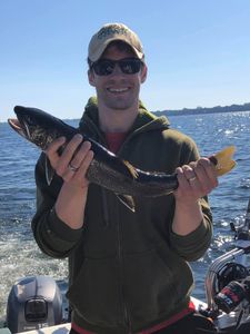 Lake Champlain Lake Trout