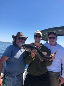 Brown Bullhead, a freshwater fish, caught during fishing trip at Isle La Motte