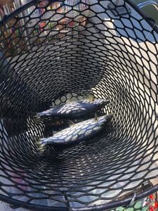 Two fishermen reeling in their catch on the shores of Isle La Motte