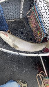 A lake trout fish in the waters of Isle La Motte