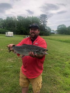 Photograph of a sea trout fish caught on a fishing trip on the Isle La Motte
