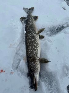 Northern Pike fish caught in VT