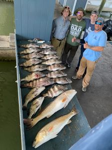 3 sheepshead fish being held by people in TX