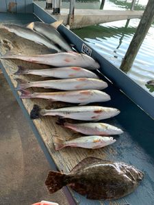 Seven summer flounder and atlantic sharpnose shark caught while fishing in Galveston