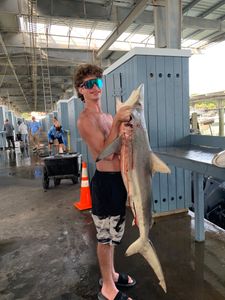 Blacktip Shark caught while fishing in Galveston