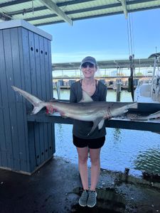 Blacktip shark measuring 40 inches