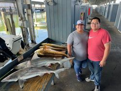 Blacktip Shark fishing in Galveston