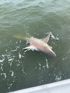 A blacktip shark swimming in the waters of TX