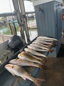 Three fish caught in Galveston on a fishing trip