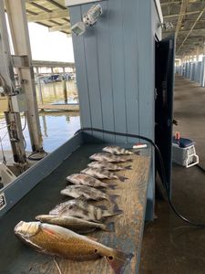 Four black drum fish caught in Galveston while fishing