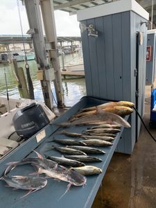Two big fish, Gafftopsail sea catfish and Sandbar Shark, caught while fishing in Galveston