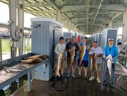 Gafftopsail sea catfish caught in Galveston