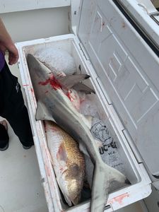 Blacktip Shark caught while fishing in Galveston