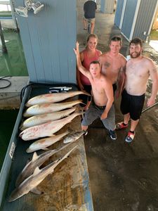 Four blacktip sharks and spotted weakfish, fishing in Galveston