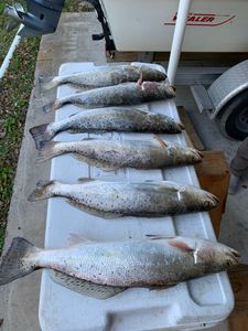 5 spotted weakfish caught fishing in TX