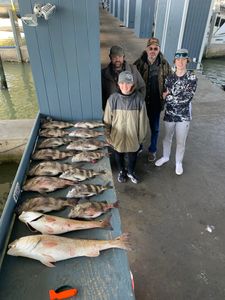 Three Sheepshead fish caught while fishing in TX