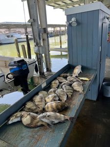 Sheepshead fish caught in TX