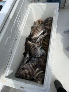 3 sheepshead fish caught in Galveston