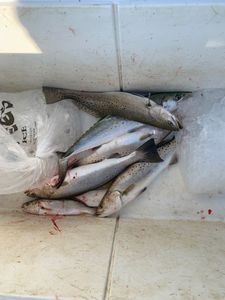 4 spotted weakfish, fishing in TX
