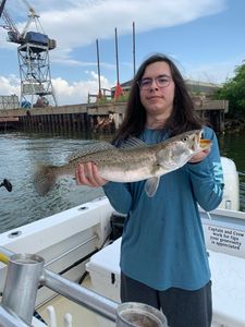 Angler catches a spotted weakfish in Galveston