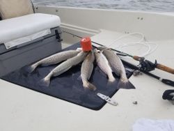 Three spotted weakfish caught in TX