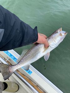 Spotted Weakfish caught in TX
