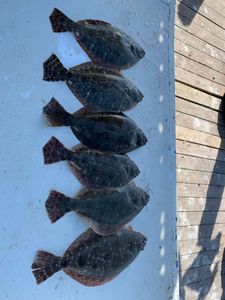 6 Southern Flounder and Summer Flounder caught in TX