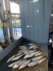 Three Spanish mackerel fish caught in Galveston