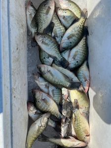 8 white crappie fish caught in Sand Springs