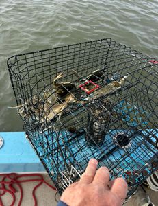 Chasing crabs in Georgia.