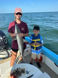 Chasing baby shark in Georgia.