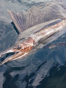 Majestic Sailfish – powerful and sleek!