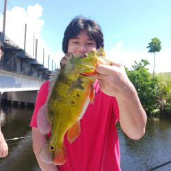Peacock bass caught by angler in Delray Beach