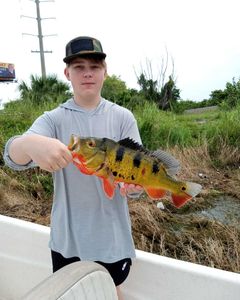 Peacock bass, 17-inch catch, fishing in FL