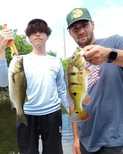 Two wiper (hybrid striped bass) fish caught in Delray Beach
