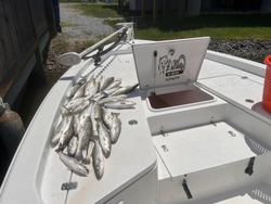 Two fish caught in the bay at Bay St. Louis