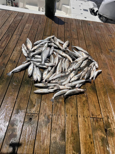 Fishing in MS