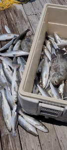 Two fishes caught while fishing in MS