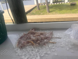 Fishing in MS