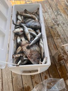 Two spotted weakfish caught in Bay St. Louis