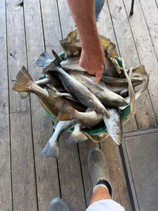Spotted Weakfish caught in Bay St. Louis, great fishing