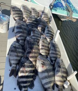 6 sheepshead fish caught while fishing in FL