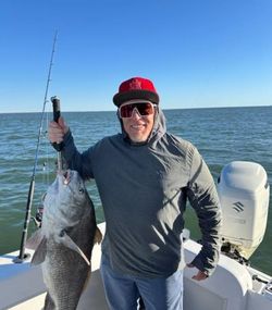 A lone black drum fish caught by an angler in Fernandina Beach