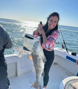 A lone black drum fish caught while fishing in Fernandina Beach