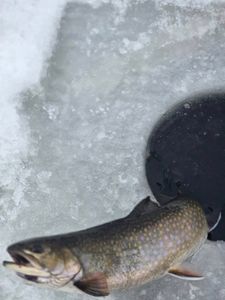 Brook Trout caught while fishing in ME