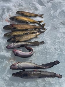 7 lake trout caught while fishing in ME