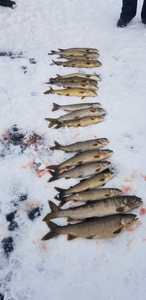 Three lake trout caught during fishing trip in Maine